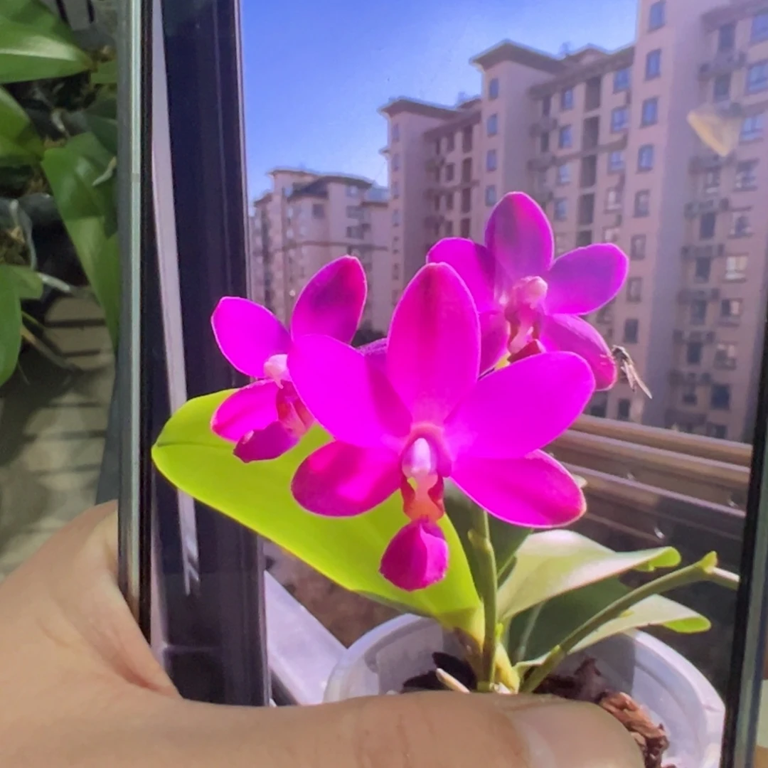 当前无花栽培后可以开花1.7红马丁宝宝苗，嫌小勿拍，凑单发货