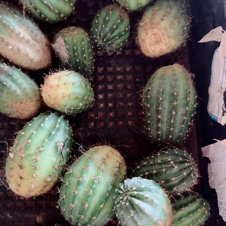 丽花侧芽组合12个花色不重复