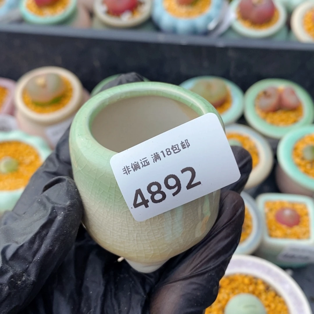 蛋****?3892-一物一拍 带盆