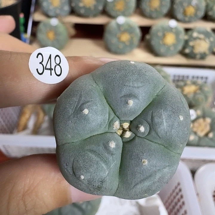 福利348日系乌园艺观赏植物