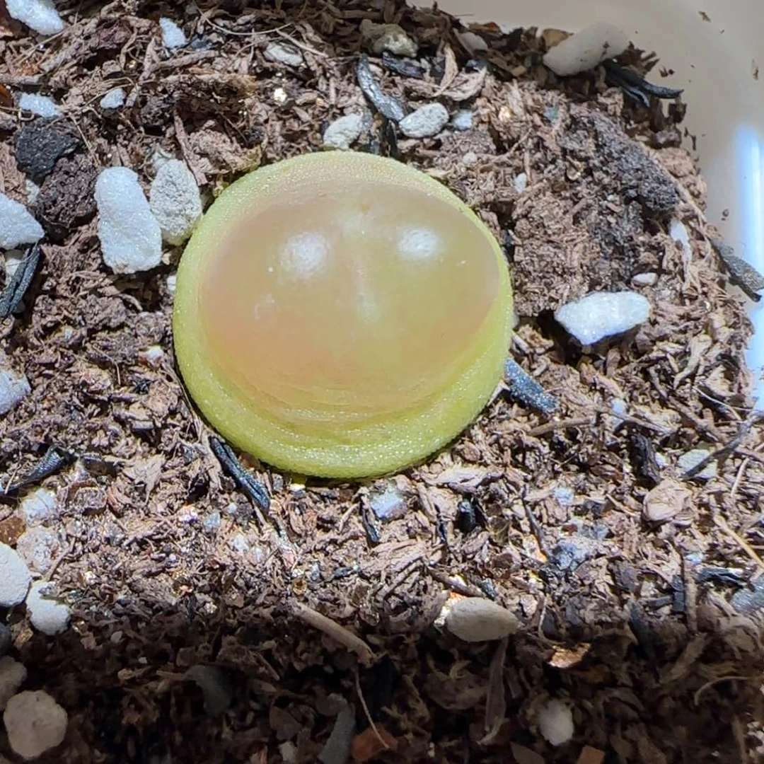 肉锥多肉植物百科-日式拉登1777