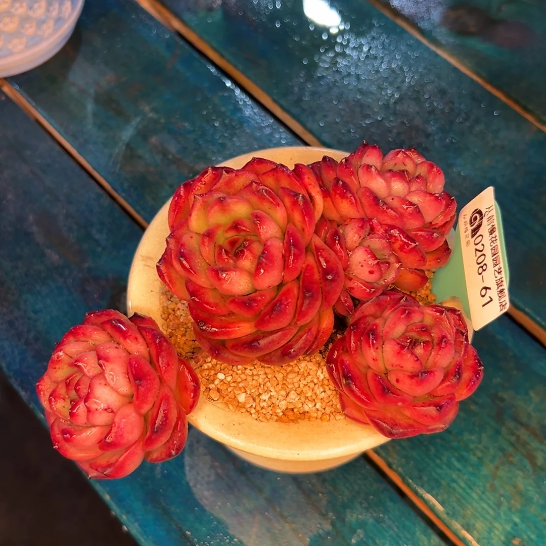 多肉一物一拍0208-61