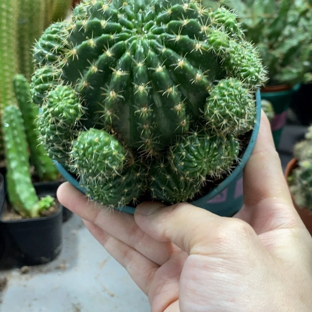 新品丽花秋香群生带根一物一拍1