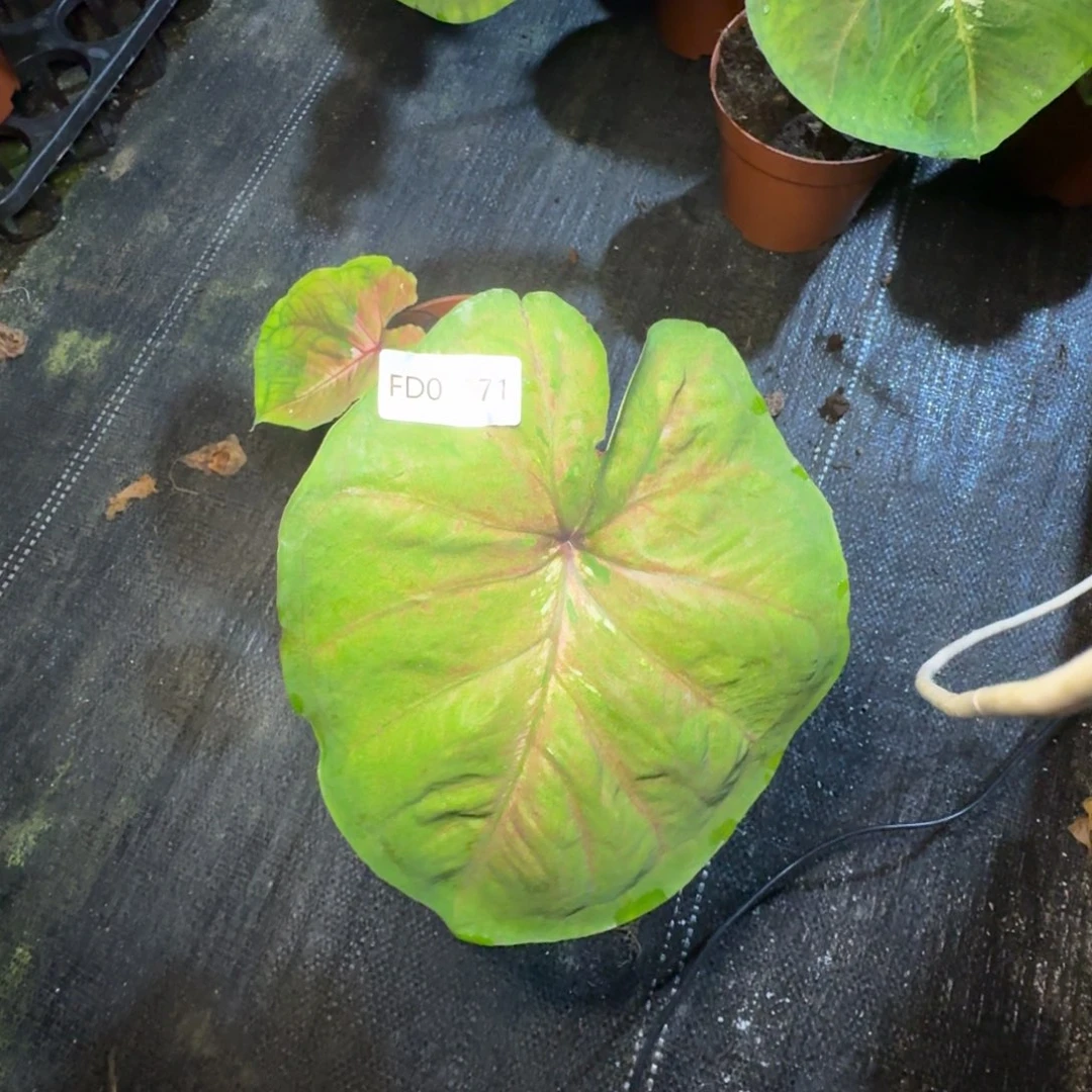 无花朵海王侧芽寄养01271