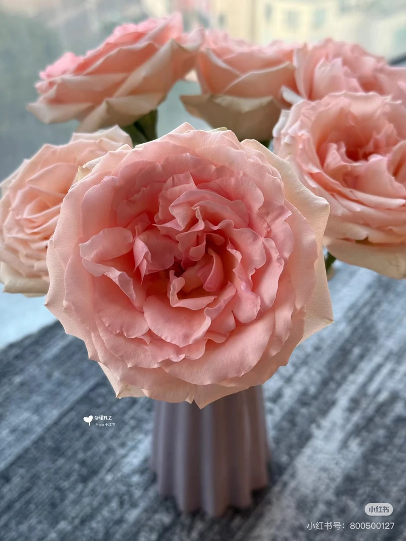 （绿光玫瑰）Adelina12支！三件顺丰空运20%不售后