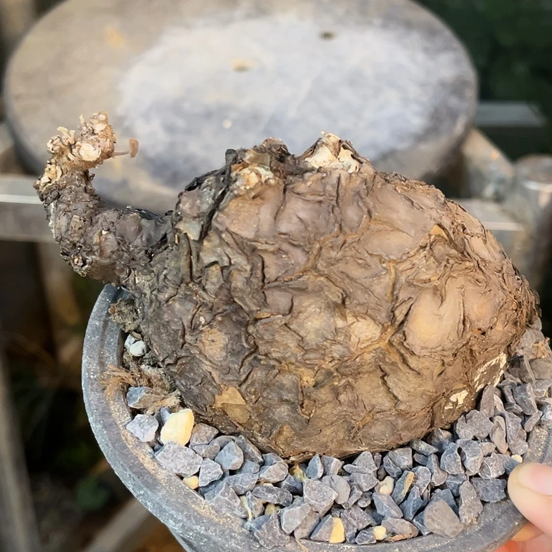 潮流植物 一叶龟 龟甲