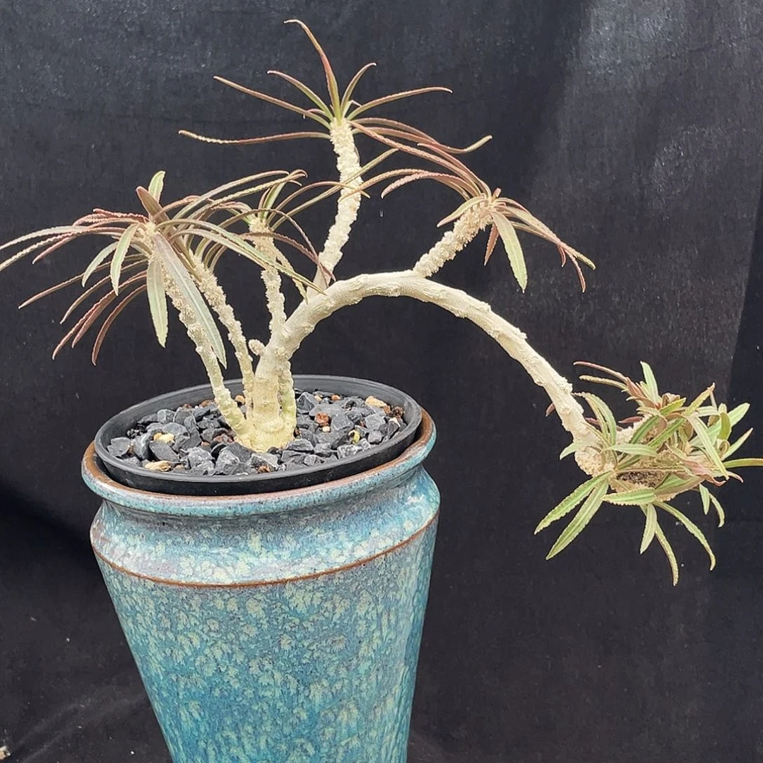 优选瓦莲老庄666666