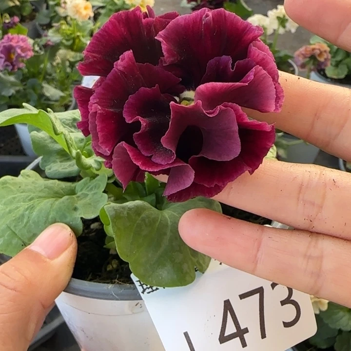 无花朵L473小苗默认苗晃零下5勿拍