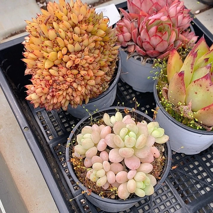 99 多肉植物盆栽花卉植物