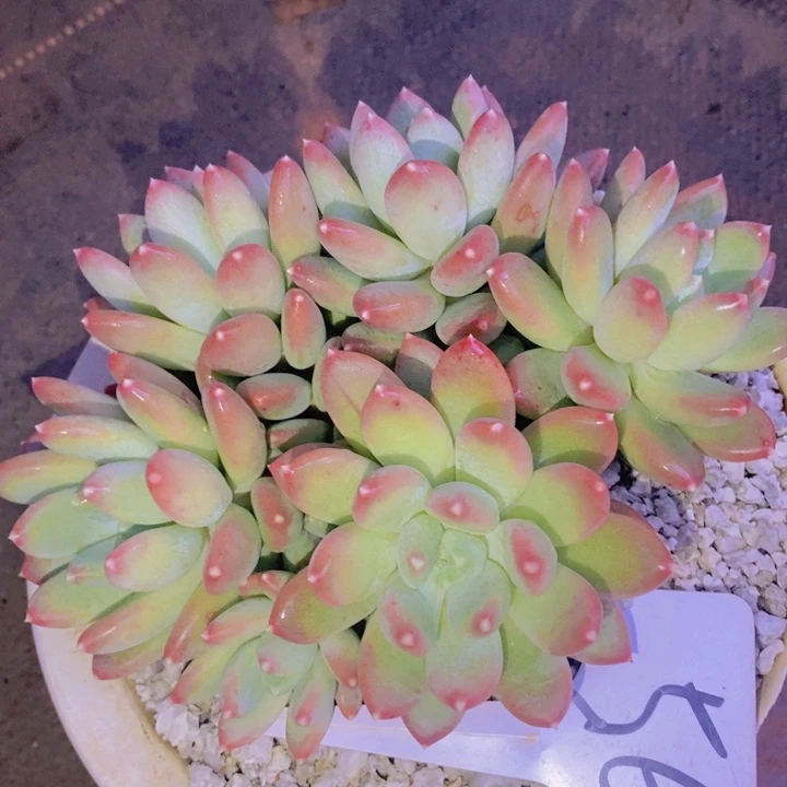 在家里面吃饭的吗