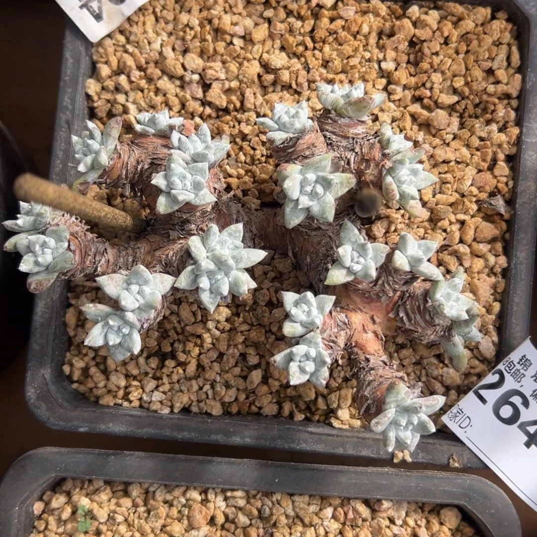 瑞吉娜～一物一拍2646