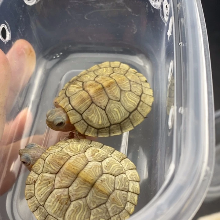 巴西彩龟母6666666