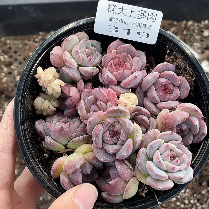 糕大上多肉植物319