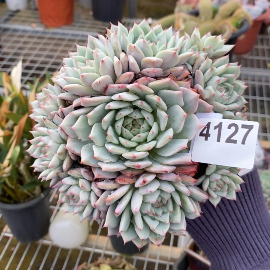 4127不知名一物一拍