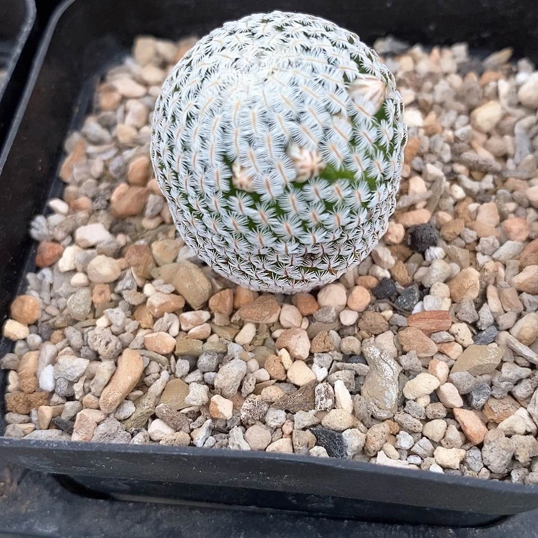 十**中土土花花花花花花花花花花