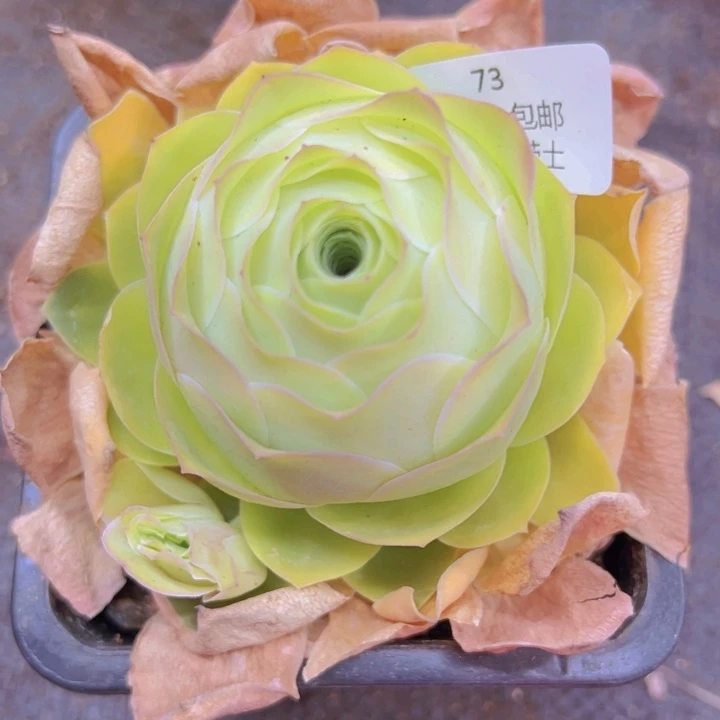 73夏倾妍裸根不带土发货