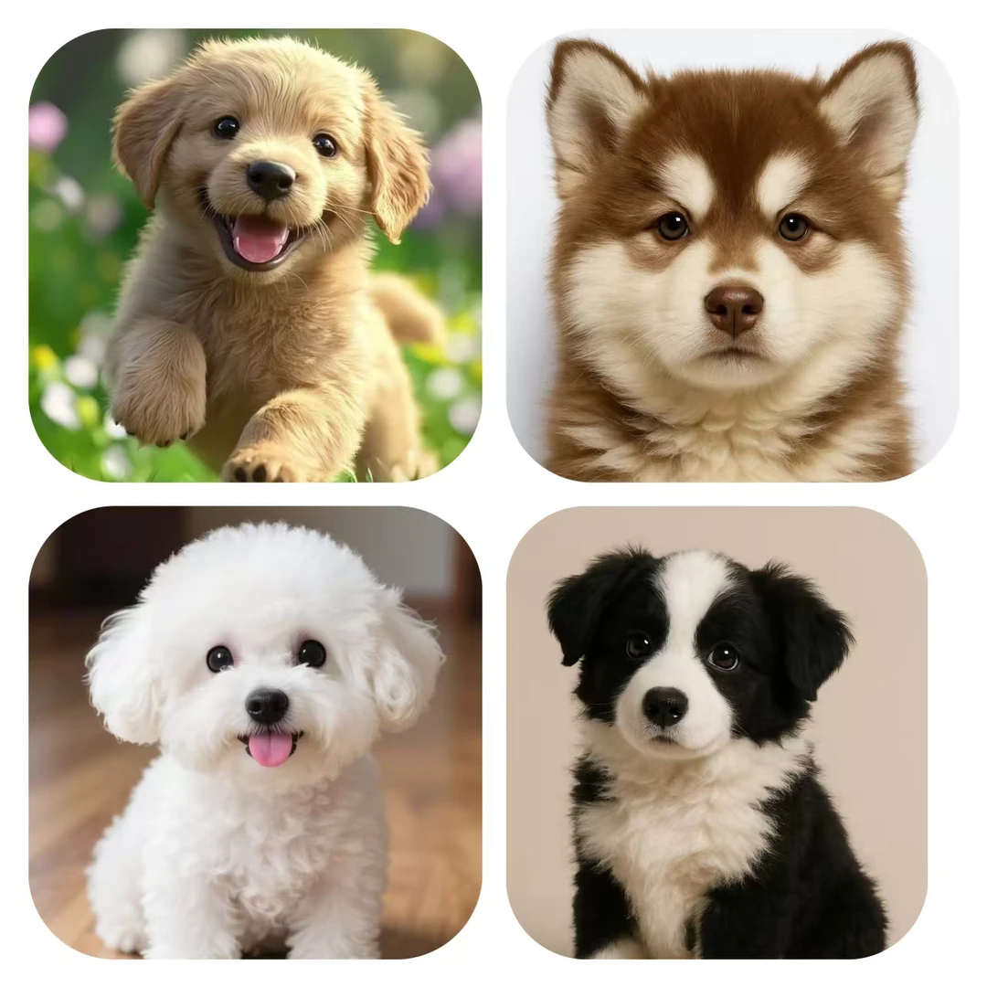 直播间专属活体狗狗一物一拍链接