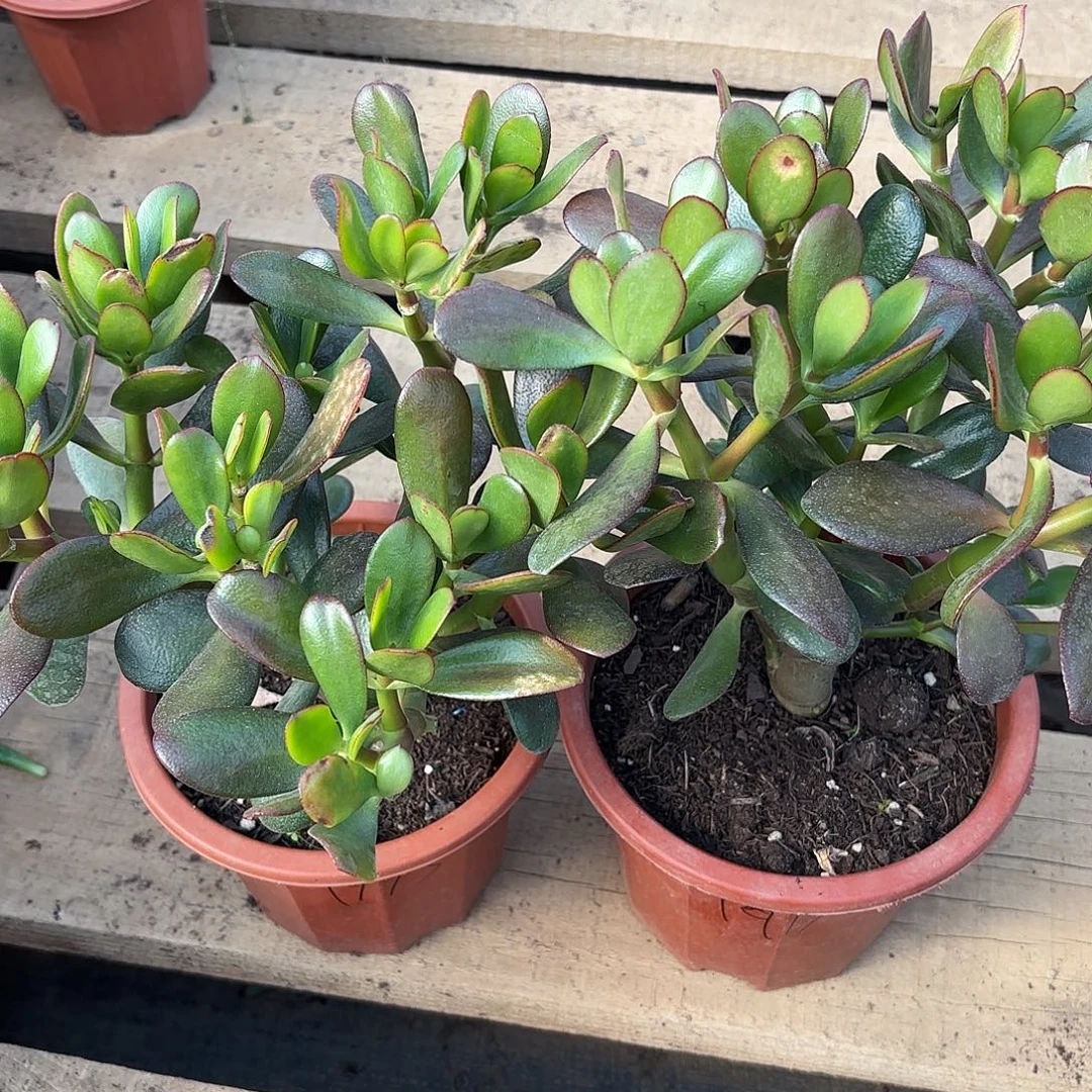 一****1917两颗韩国紫叶带土球发货