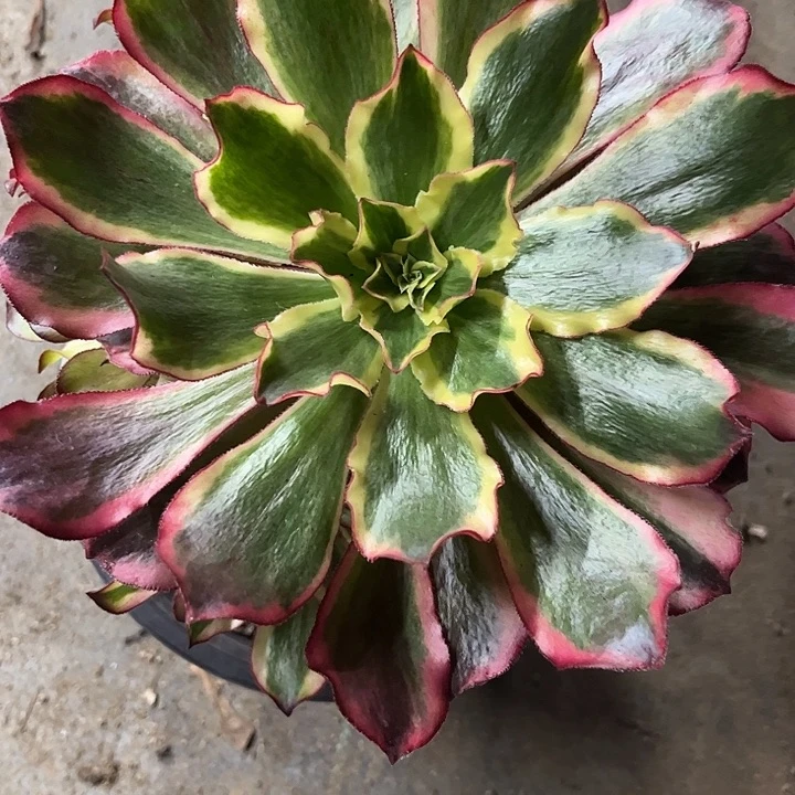 多肉植物魅影捧花…………