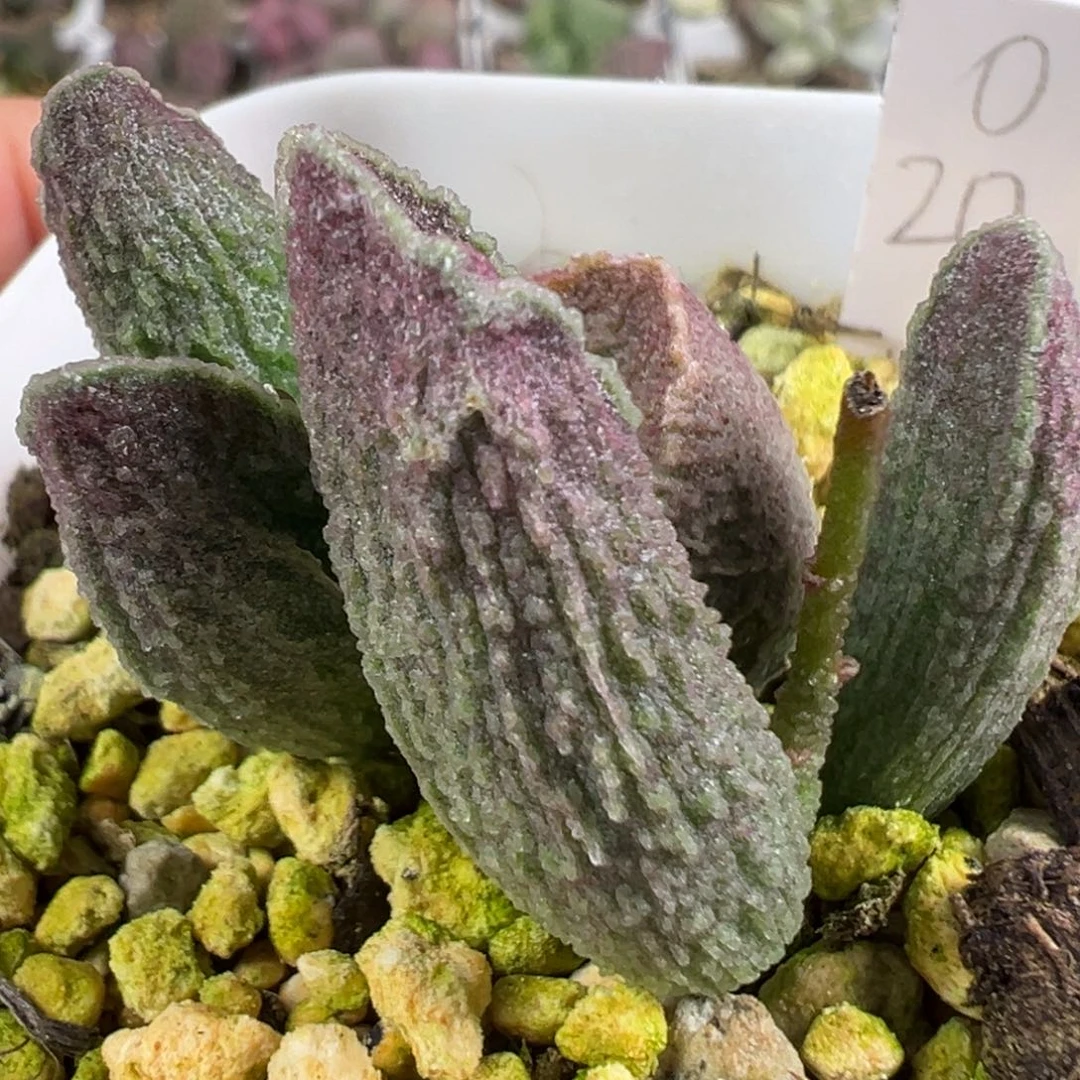 w颗粒款实生新品多肉植物