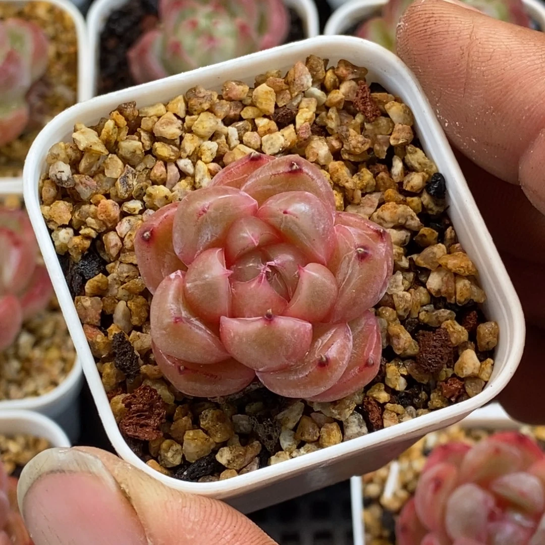 天官赐福百无禁忌