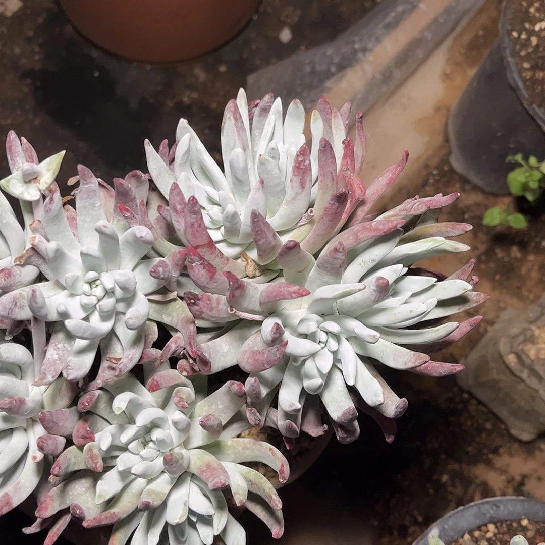 麦*麦1255啊啊啊啊啊啊啊啊