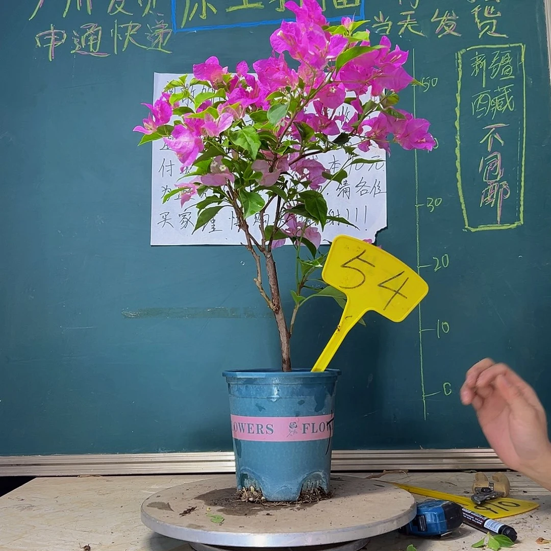 当前无花栽培后可以开花 福利 广红樱  54