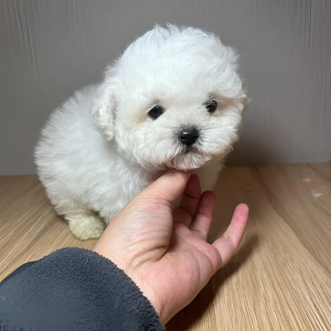 昆明龙七家的活体宠物狗萨摩耶幼犬通用链接狗狗小狗纯种