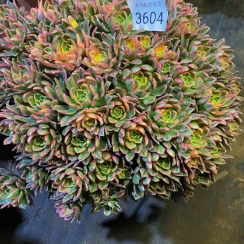 甜茶多肉植物3604