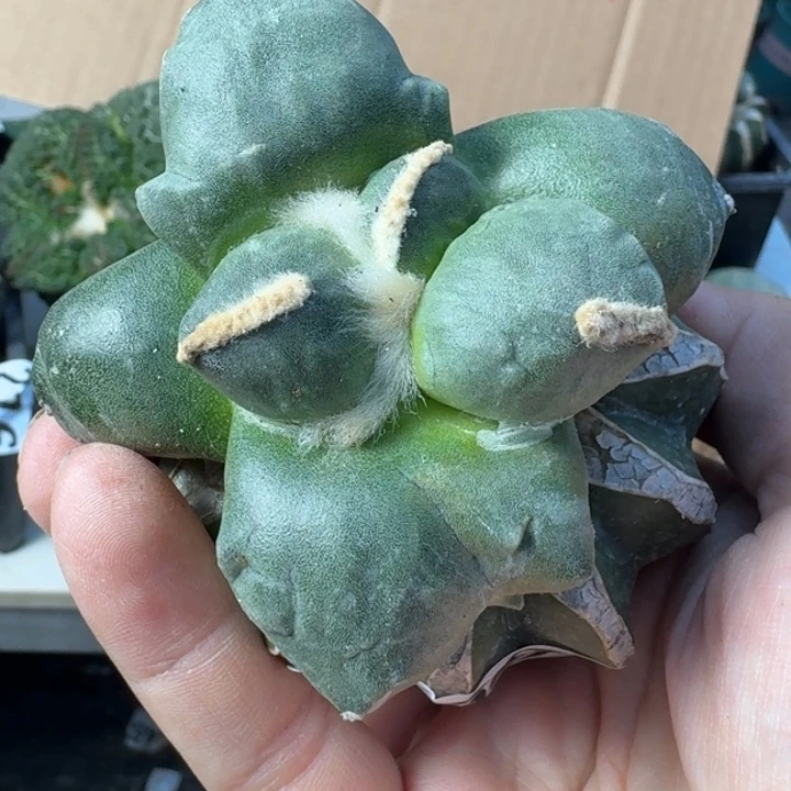 【闪购商品】无花朵光面大型达摩蛋尤269