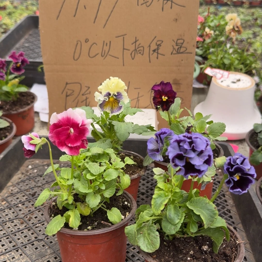 大部分花苞少量开放60