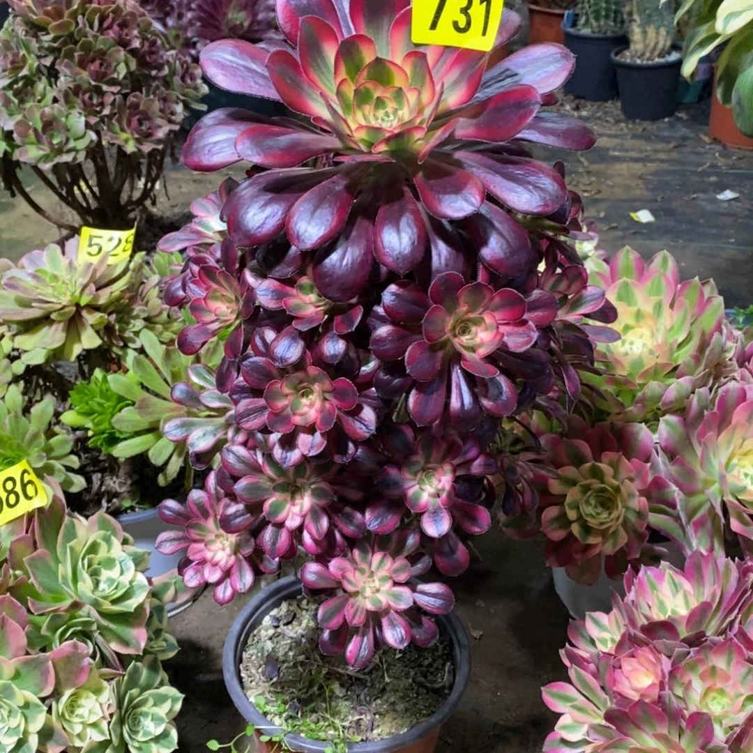 香奈多肉法师731