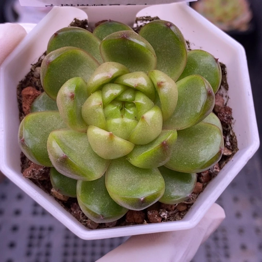 【闪购商品】31-101莱拉
