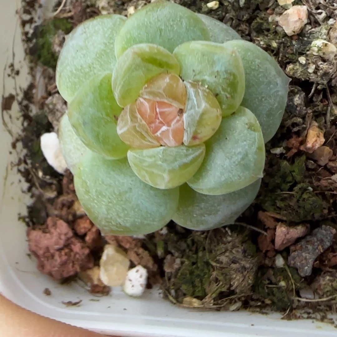 小卡拉米糖心一物一拍19-77