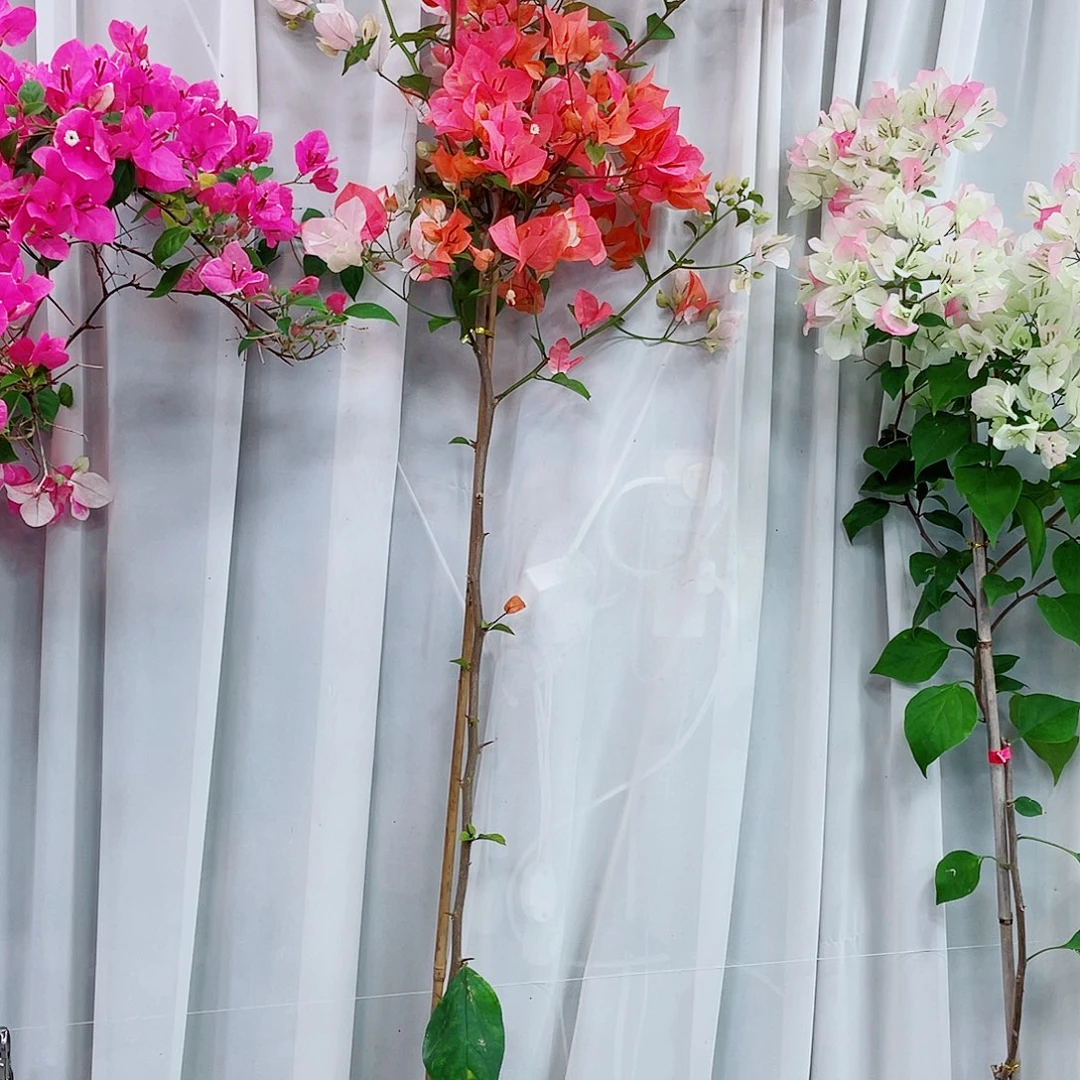 完全开放橙口红118