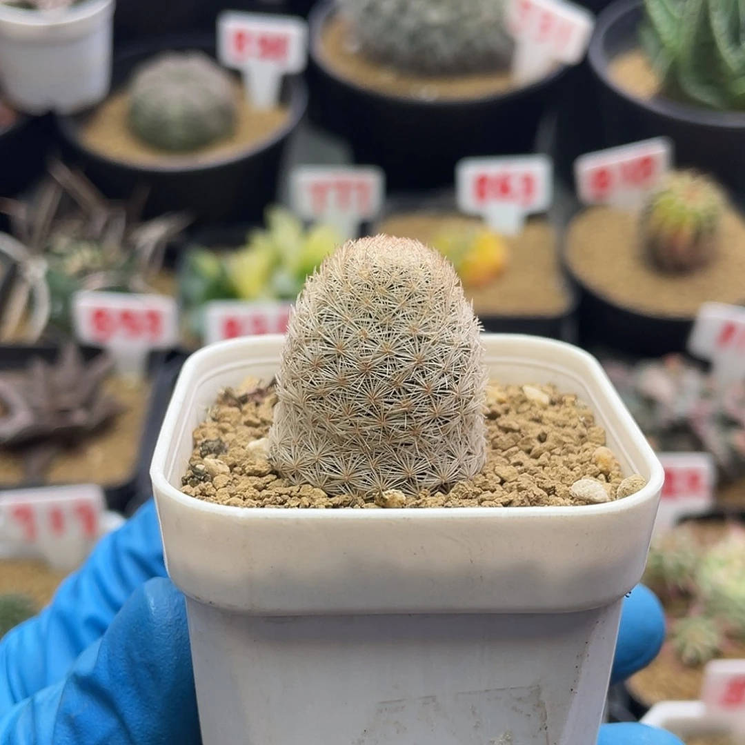 实生金刺姬玉的仙人球