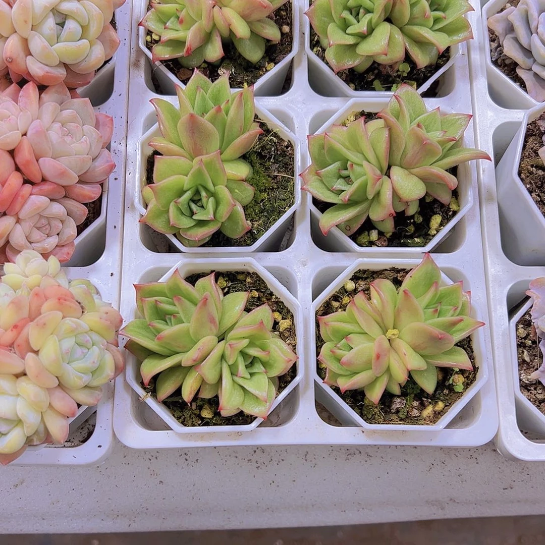 双头玛利亚19包邮多肉