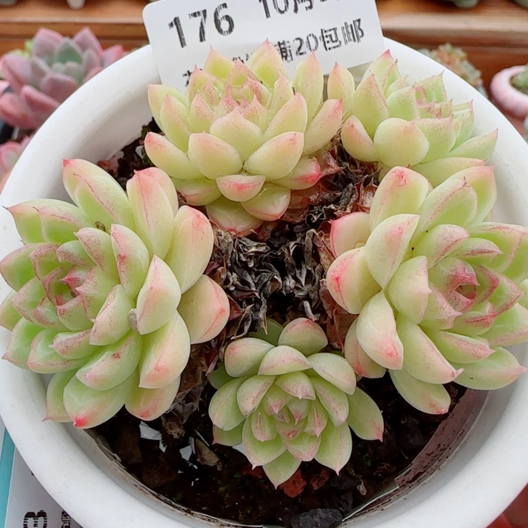 花语逸镜1009-176星月女王散