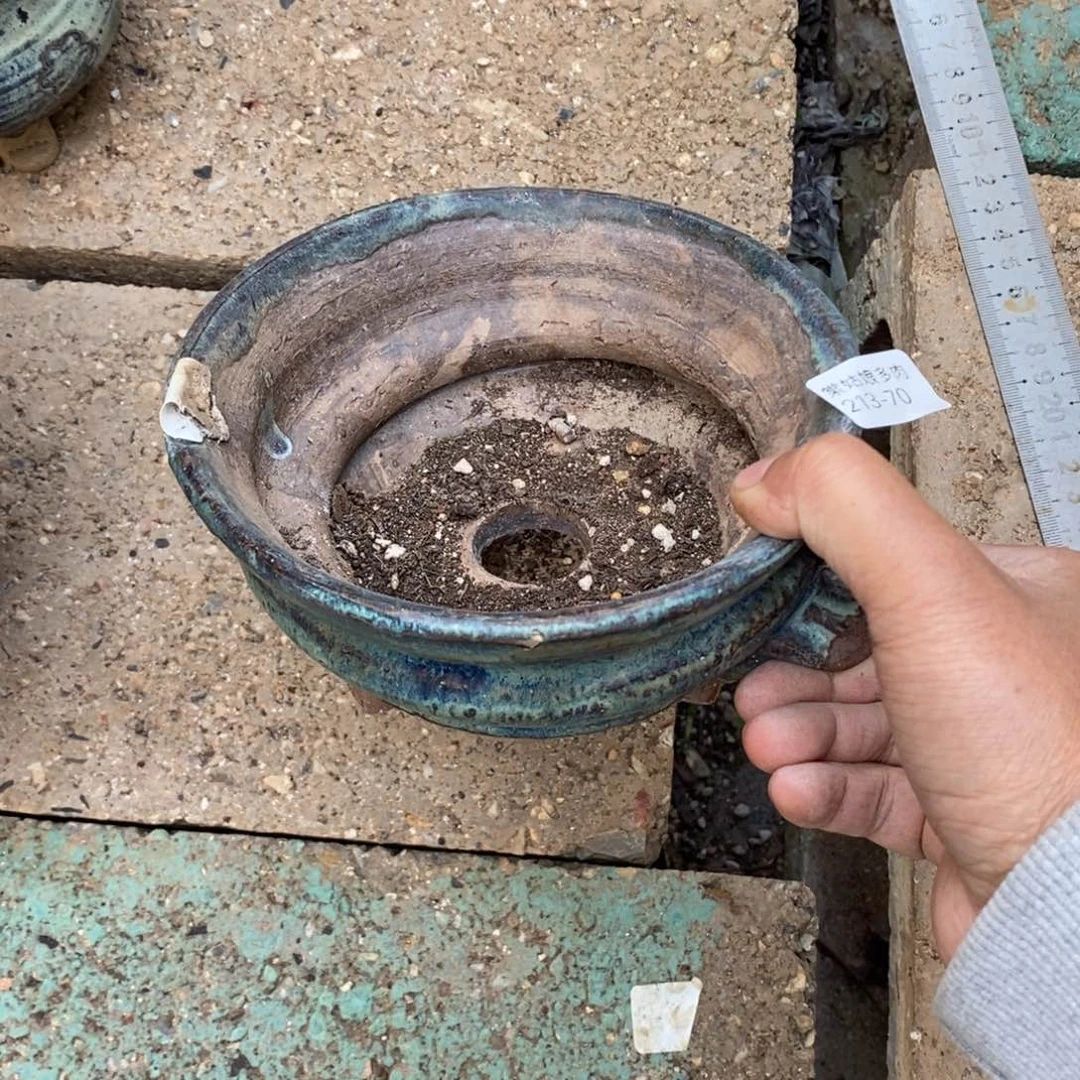 红陶毛*妈70号多肉盆一个呀