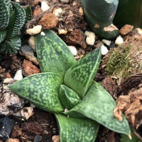 变异蜗牛龙虎霸旋转蜗牛