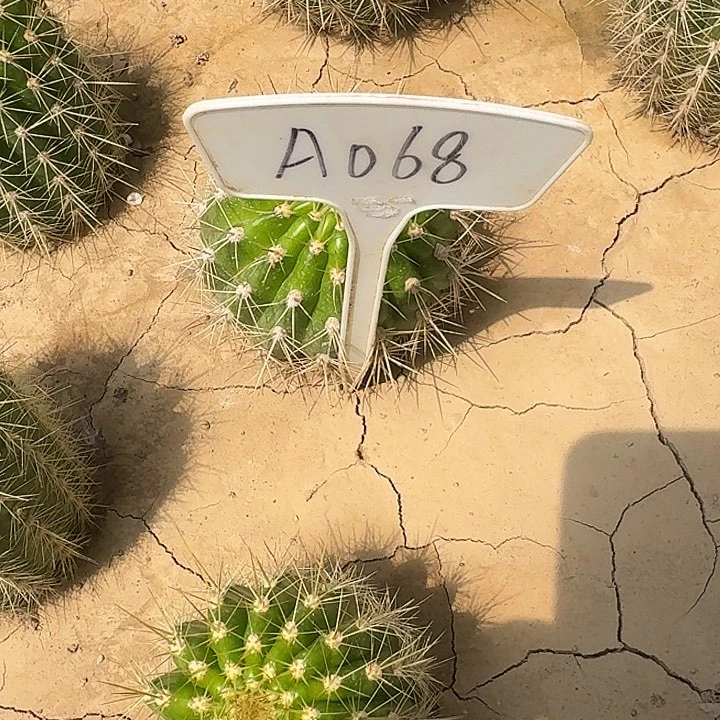 垚*A068,清清粉黛毛花柱