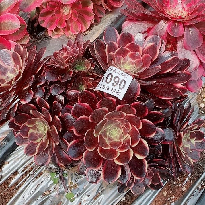 多肉法师欧嘉莉朵朵