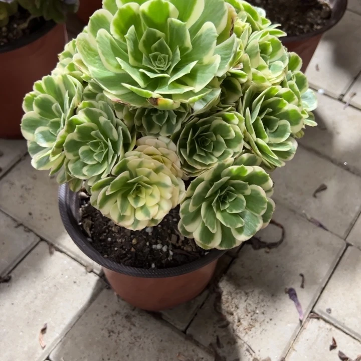 迈巴赫多肉植物花花