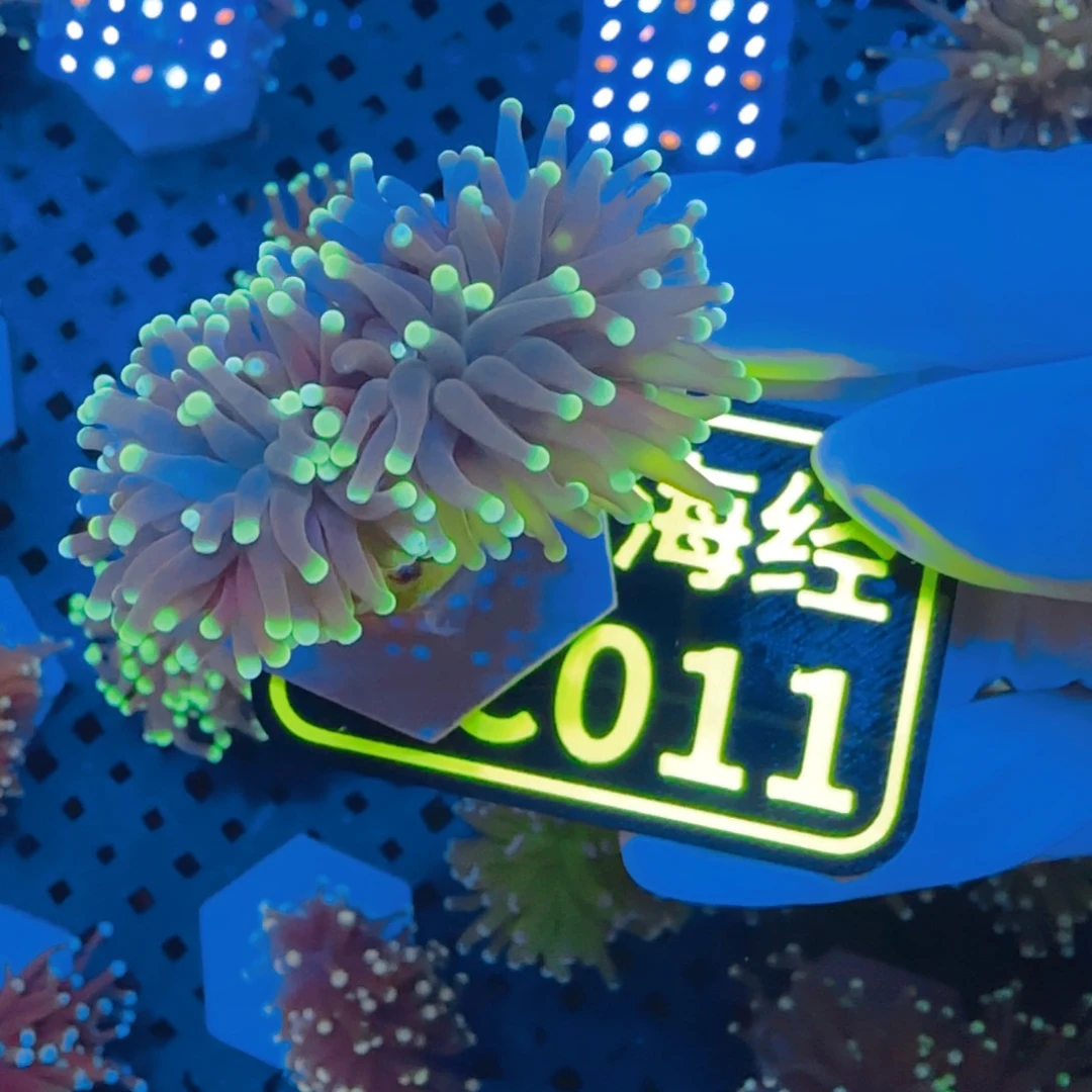 木***茶纽扣珊瑚晓晓不包邮脱藻肉薄绿火柴C011