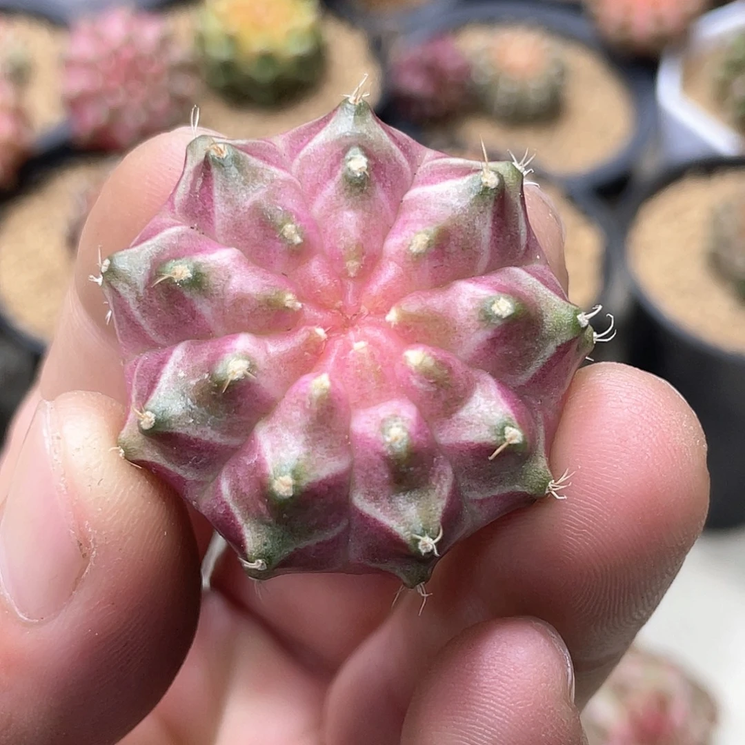无花朵泰系实生根，粉轮回11