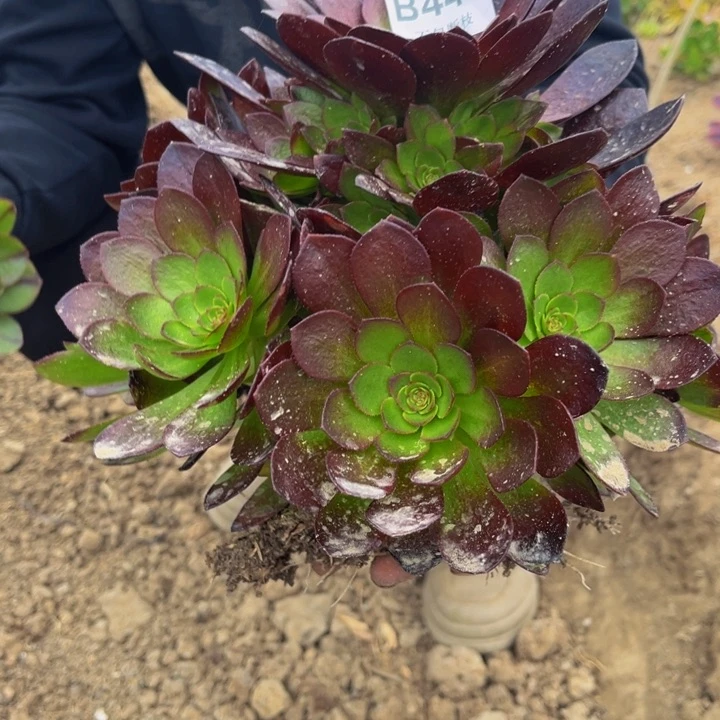 449赤炎链量多肉法师不包断枝