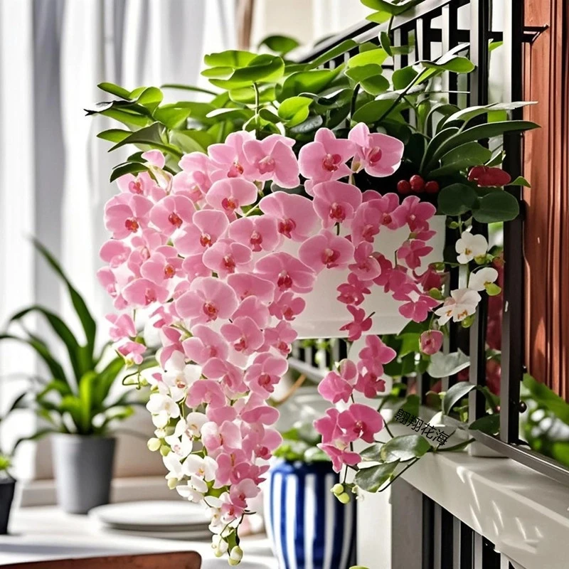 【香水味】垂丝石斛兰浓香型花卉绿植耐寒植物家庭室内外盆栽四季开