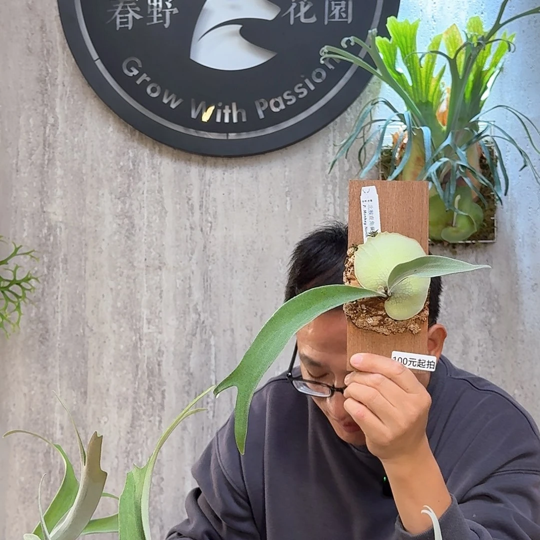 完全开放北猴鹿角蕨书签板