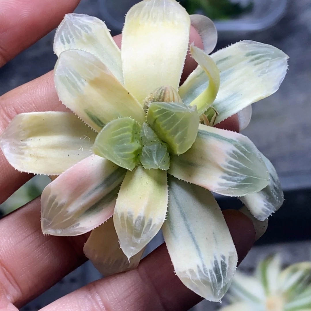 近糊斑糯玉露锦一物一拍