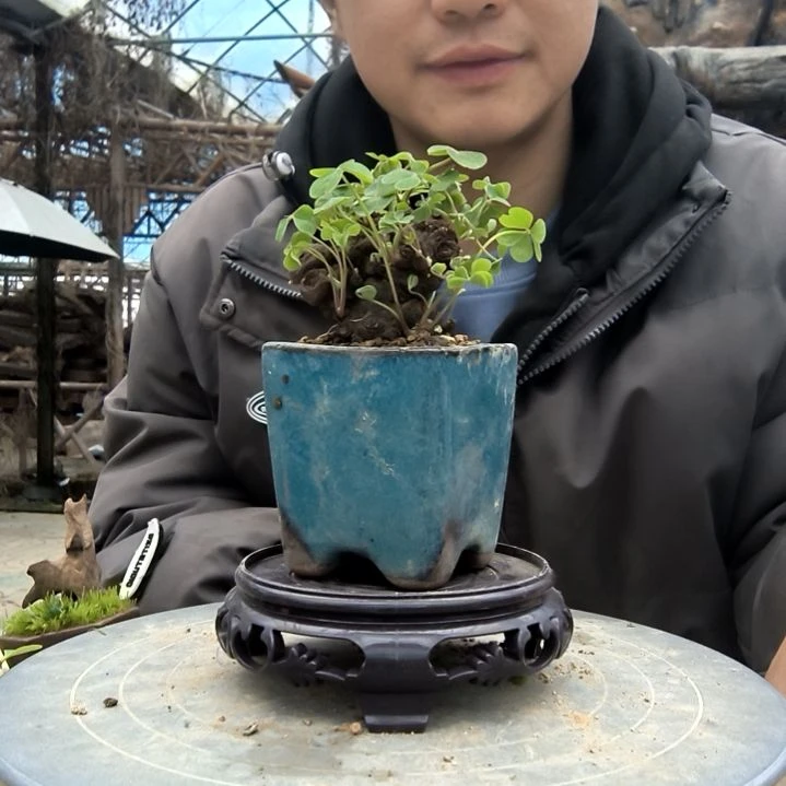 ?***?小盆景小植物一物一拍209